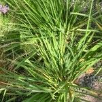 Tulbaghia violacea Liść