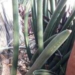 Dracaena pearsonii Yaprak