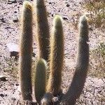 Cleistocactus hyalacanthus Pokrój