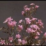 Phlox longifolia Hàbitat