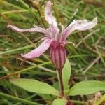 Lychnis flos-cuculi Blüte