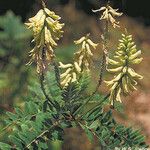 Astragalus canadensis Habit