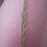 Festuca myuros Floare