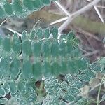 Vachellia nilotica Leaf