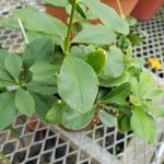 Talinum paniculatum Leaf