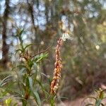 Dracophyllum secundum Yaprak