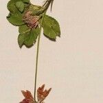 Trifolium hybridum Flors