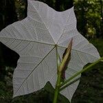 Cecropia insignis Hoja