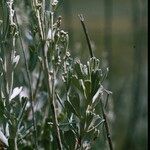 Artemisia tridentata 葉