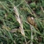 Danthonia decumbens Květ