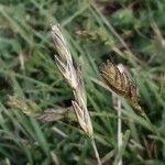 Danthonia decumbens Flor