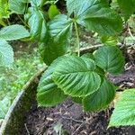 Rubus polonicus Leaf