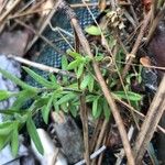 Arenaria montana Leaf