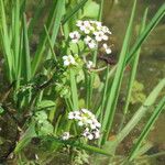 Nasturtium officinale ফুল