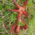 Clathrus archeriФрукт