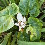 Mirabilis longiflora Bloem
