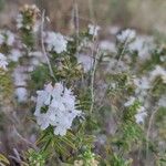 Satureja montana Цветок