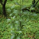 Psychotria kaduana Агульны выгляд