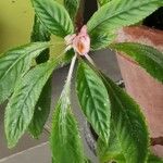 Impatiens bicaudata Flower