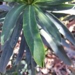 Euphorbia characias Feuille