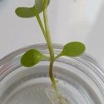 Lactuca muralis Leaf