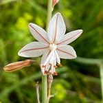 Asphodelus fistulosus Flor