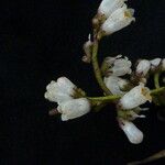 Cuscuta reflexa Habit