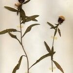 Centaurea decipiens 整株植物