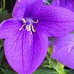 Platycodon grandiflorus Цветок