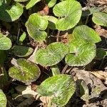 Petasites pyrenaicus Leaf