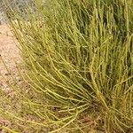 Ephedra viridis Levél