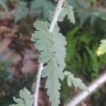 Rubus thibetanus Hoja