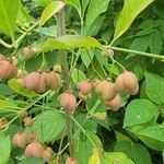 Euonymus atropurpureusFruit