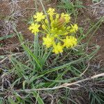 Bulbine abyssinica Hábito