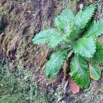 Cirsium latifolium Hoja