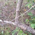 Berberis vulgaris Bark