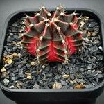 Gymnocalycium mihanovichii 叶