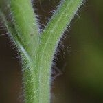Hydrophyllum appendiculatum Bark