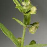 Scutellaria racemosa Ffrwyth