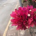 Bougainvillea spectabilis Flor