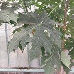 Cnidoscolus aconitifolius Blatt