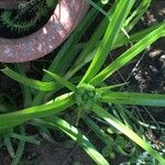 Cyperus eragrostis Leaf