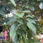 Clitoria fairchildiana Leaf