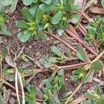 Portulaca oleracea Агульны выгляд