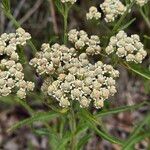 Achillea alpina Кветка