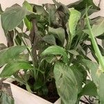 Spathiphyllum floribundumLevél