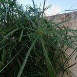 Cyperus alternifolius ഇല