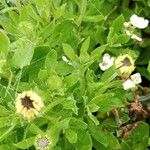 Dimorphotheca fruticosa ফুল