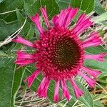 Echinacea purpureaBlüte