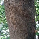 Vepris lanceolata Ŝelo